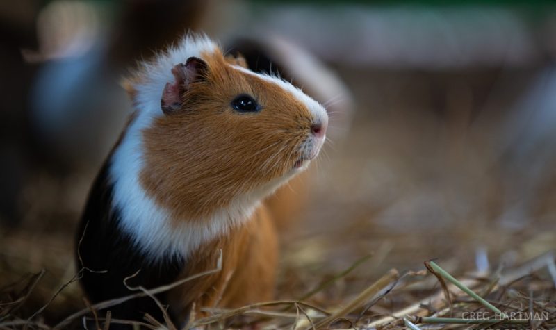 Friends animal foundation-14