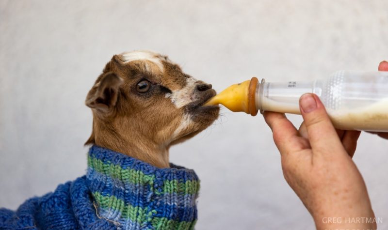 Friends animal foundation-53