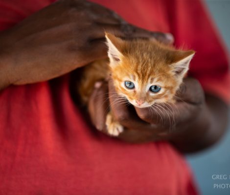 Friends animal foundation-6